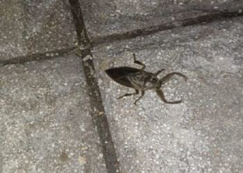 Δείτε που εμφανίστηκαν τα τεράστια δηλητηριώδη έντομα που μοιάζουν με κατσαρίδες