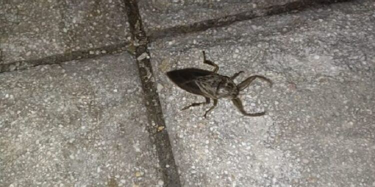 Δείτε που εμφανίστηκαν τα τεράστια δηλητηριώδη έντομα που μοιάζουν με κατσαρίδες