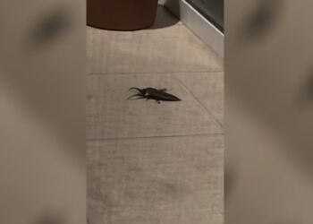 Δείτε βίντεο: Σπάνιο δηλητηριώδες έντομο που μοιάζει με τεράστια κατσαρίδα βρέθηκε στην αυλή σπιτιού Λαρισαίου!