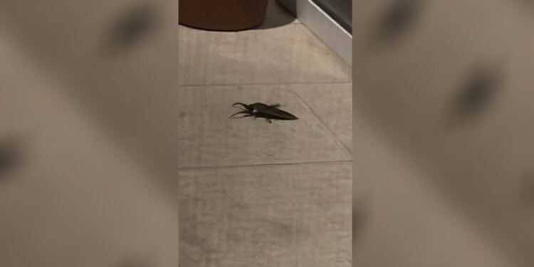 Δείτε βίντεο: Σπάνιο δηλητηριώδες έντομο που μοιάζει με τεράστια κατσαρίδα βρέθηκε στην αυλή σπιτιού Λαρισαίου!