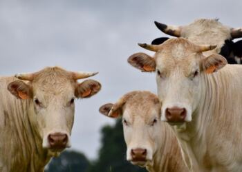Παγκόσμιος συναγερμός: Νέος ιός στα ζώα – Εξαπλώνεται η «νόσος της μπλε γλώσσας»