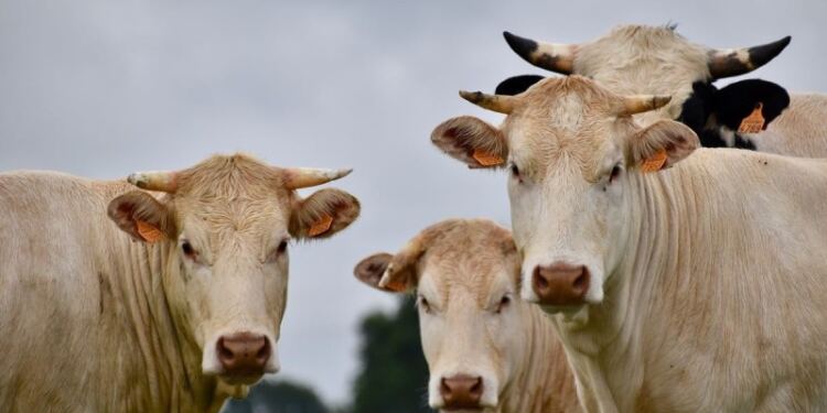 Παγκόσμιος συναγερμός: Νέος ιός στα ζώα – Εξαπλώνεται η «νόσος της μπλε γλώσσας»