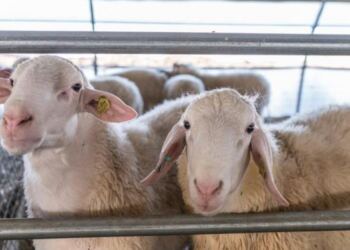 Συναγερμός στις Σέρρες: Επιβεβαιώθηκε εστία ευλογιάς σε εκτροφή προβάτων