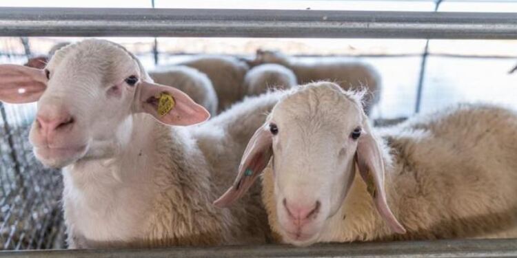 Συναγερμός στις Σέρρες: Επιβεβαιώθηκε εστία ευλογιάς σε εκτροφή προβάτων