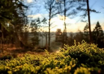 Πήγε στην τουαλέτα κι εξαφανίστηκε για 57 χρόνια: Σήμερα τον βρήκαν θαμμένο στο χωράφι, «πάγωσε» η οικογένειά του