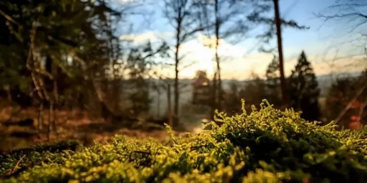 Πήγε στην τουαλέτα κι εξαφανίστηκε για 57 χρόνια: Σήμερα τον βρήκαν θαμμένο στο χωράφι, «πάγωσε» η οικογένειά του