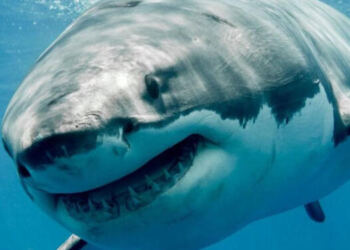 Φόβος στις ελληνικές θάλασσες: Τεράστιος καρχαρίας δύο μίλια από την ακτή