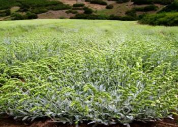 Οστεοπόρωση: Το ελληνικό βότανο που δυναμώνει και προστατεύει τα κόκκαλα