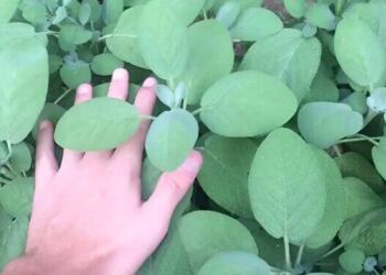 Το «φυτό της αθανασίας» που ρίχνει σάκχαρο και χοληστερίνη, προστατεύει από καρκίνο και ενισχύει τη μνήμη