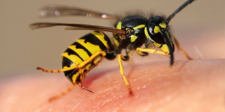 Τι κάνουμε για τσίμπημα μέλισσας και τι για σφήκας (σφίγγας ή σφήγκας). Πώς να αφαιρέσετε το κεντρί; Αντιμετώπιση αλλεργικής αντίδρασης