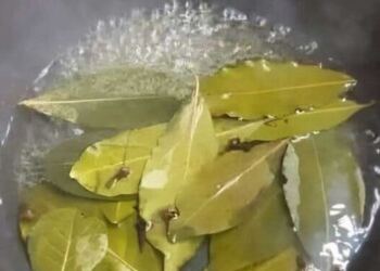 Τώρα την πολλή ζέστη, βάλτε αυτό μέσα στο σπίτι σας και δεν πρόκειται να δείτε ξανά μύγα, κουνούπι και κατσαρίδα