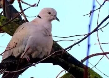 Δεκαοχτούρα κοντά στο σπίτι: Η πνευματική σημασία και οι λόγοι που πλησιάζει