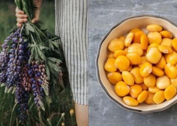 Οστεοπόρωση: Το ελληνικό βότανο που δυναμώνει και προστατεύει τα κόκκαλα