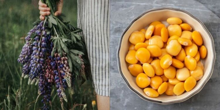 Οστεοπόρωση: Το ελληνικό βότανο που δυναμώνει και προστατεύει τα κόκκαλα