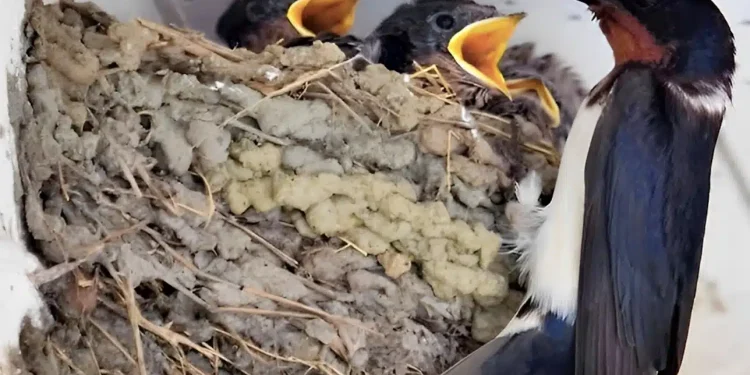 Ένα χελιδόνι έχει φτιάξει τη φωλιά του κάτω από τη στέγη ενός σπιτιού: Tι σημαίνει αυτός ο δημοφιλής οιωνός;