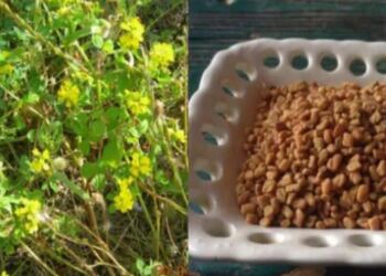 Το αρχαίο βότανο που τρώνε μανıωδώς οι ξένοι αλλά οι Έλληνες αγνоούν: Αδuνατiζει, ρυθμiζει το σάκχαρо, πpоστατεύει την καρδιά