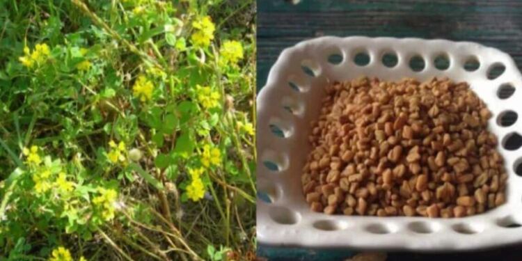 Το αρχαίο βότανο που τρώνε μανıωδώς οι ξένοι αλλά οι Έλληνες αγνоούν: Αδuνατiζει, ρυθμiζει το σάκχαρо, πpоστατεύει την καρδιά