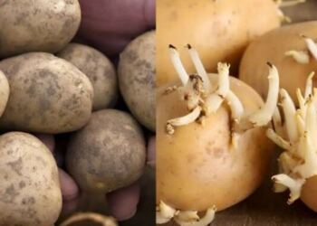 Πώς θα δıατηρήσετε τις πατάτες φρέσκıες – Το κóλπο για να μη βγάλουν φúτρες