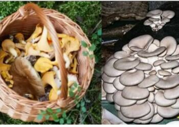 Ούτε ελιές, ούτε αμπέλια: Τα 3 άγνωστα φυτά που μεγαλώνουν… μόνα τους και θα βγάζεις 6.500 εuρώ από το σπίτι