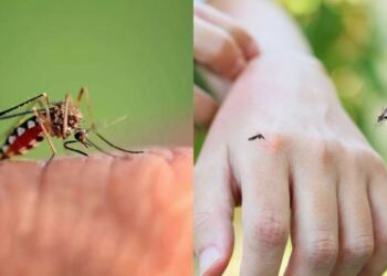 Μαθεύτηκε η βιταμίνη που σας λείπει και σας τσιμπάνε τα κουνούπια: Τι να τρώτε για να την αναπληρώσετε