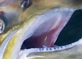 Το πιο τοξικό ψάρι στον κόσμο, που καταναλώνουμε τακτικά – Έχει πάνω από 70 παράσιτα, τοξίνες και χημικά