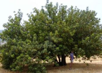 H υπερτροφή που έχει τριπλάσιο ασβέστιο από το γάλα