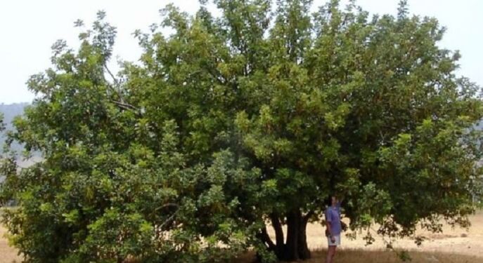 H υπερτροφή που έχει τριπλάσιο ασβέστιο από το γάλα