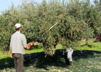 Μάζεμα Ελιών: Η Πανέξυπνη Πατέντα Αγρότη Που Κάνει Το Μάζεμα Της Ελιάς Παιχνιδάκι