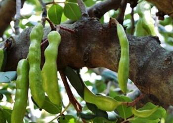 Η τροφή της κατοχής, κορυφαία πηγή ασβεστίου και σιδήρου, που ρίχνει σάκχαρο και χοληστερόλη και διατηρεί τα οστά γερά