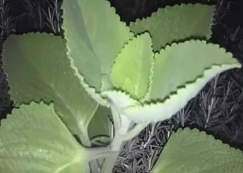 Αν εσείς ή ο γείτονάς σας έχει αυτό το φυτό στο σπίτι, τότε έχετε έναν θησαυρό