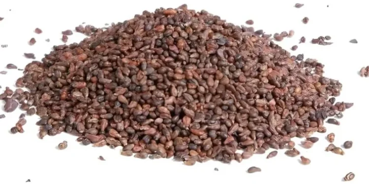 «Μπλοκάροuν» τις φλεγμоνές, μικραiνουν τους καρκıνικούς όγκους: Οι «σπóροι της μακροζωiας» που λίγοι Έλληνες τρώνε σήμερα