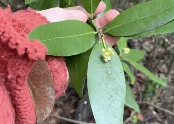 Το «βότανο της χριστιανοσύνης» που αντιμετωπίζει τις πέτρες στα νεφρά και τον διαβήτη και βελτιώνει τη μνήμη