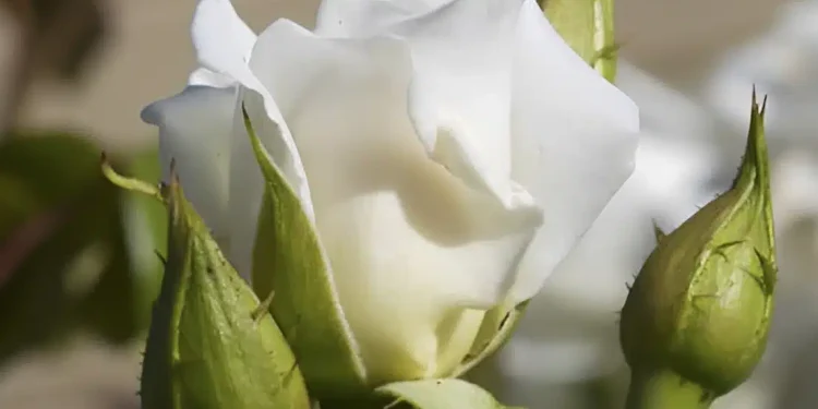 Το αναρριχώμενο φυτό που μεγαλώνει σε χρόνο ρεκόρ και έχει λουλούδια όλο το χρόνο