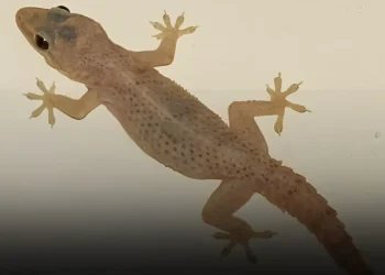 Αυτό το πλάσμα σε προστατεύει αθόρυβα χωρίς να το ξέρεις