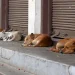 Γυναικολόγος του ΕΣΥ απειλεί δημόσια πως “τακτοποιεί ήσυχα” αδέσποτα ζώα