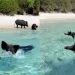 Το μικρό ακατοίκητο ελληνικό νησί που κολυμπάς μαζί με γουρουνάκια